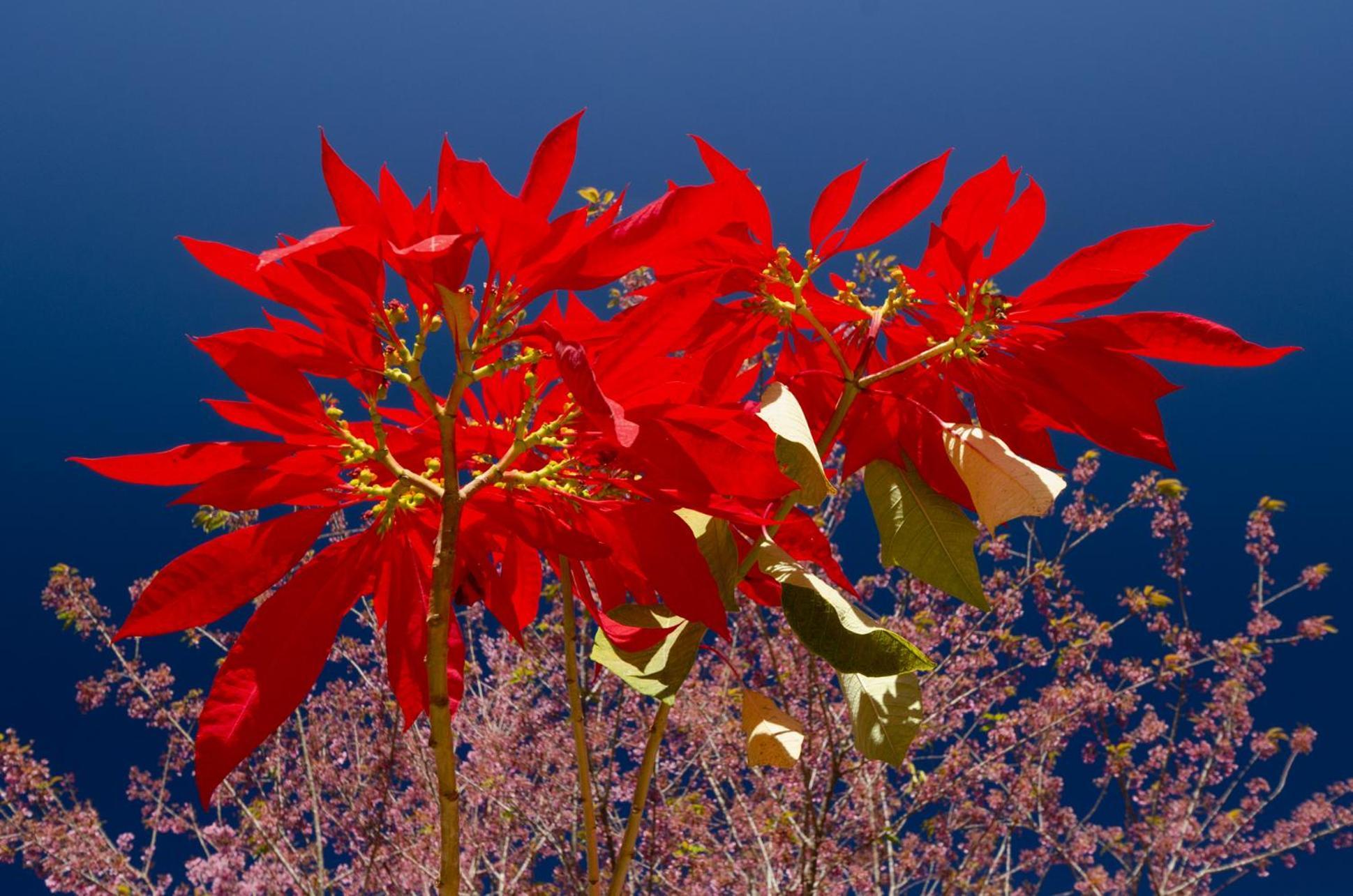 Chale Flores E Amores