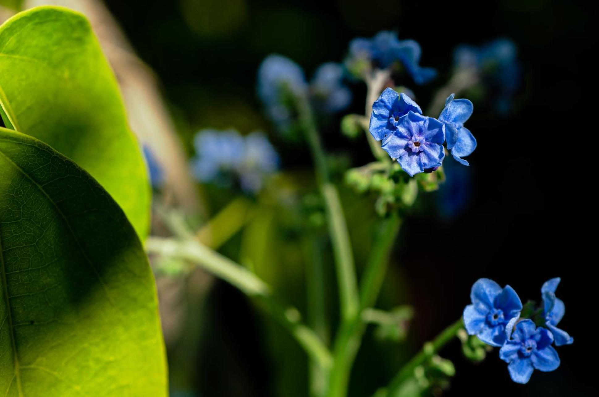 Chale Flores E Amores * Visconde De Maua