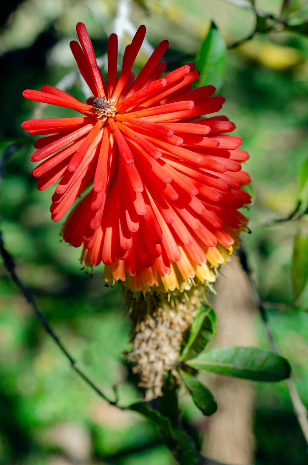 Chale Flores E Amores Visconde De Maua